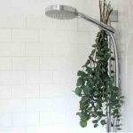 benefits of eucalyptus in shower